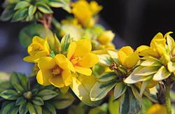 Lysimachia punctata 'Alexander' — photo 2