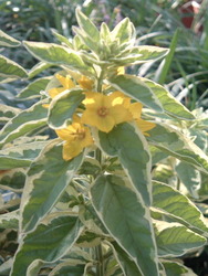 Lysimachia punctata 'Alexander' — photo 3