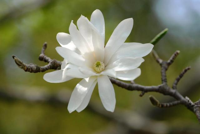Magnolia stellata 'Royal Star'