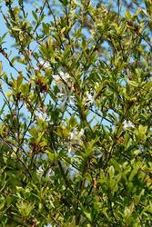 Magnolia stellata 'Royal Star' — photo 2
