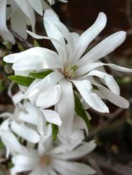 Magnolia stellata 'Royal Star' — photo 3