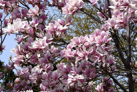 Magnolia x soulangiana — photo 1