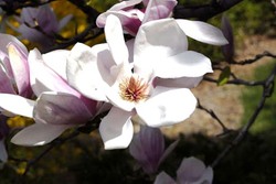 Magnolia x soulangiana — photo 2