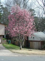 Magnolia x soulangiana — photo 3