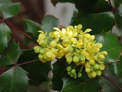 Mahonia aquifolium — photo 1