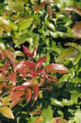 Mahonia aquifolium — photo 2