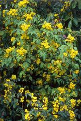 Mahonia aquifolium — photo 3
