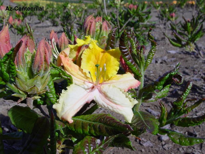 Azalea Exbury Centennial — photo 1