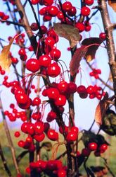 Malus 'Velvetcole' Velvet Pillar — photo 1