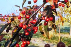 Malus Brandywine — photo 1