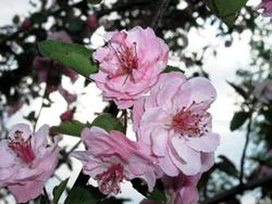 Malus Brandywine — photo 2