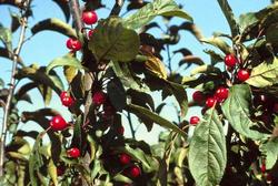 Malus 'Centzam' — photo 1