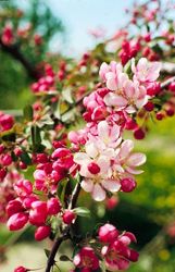 Malus 'Centzam' — photo 2