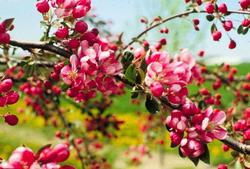 Malus 'Centzam' — photo 3