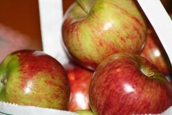 Malus domestica 'Cortland' — photo 1
