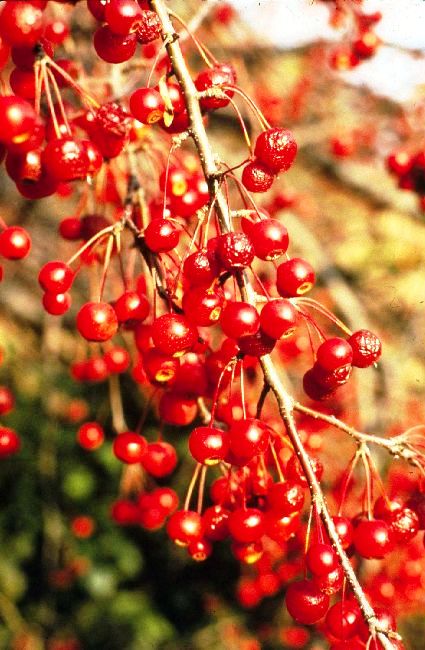 Malus David — photo 1