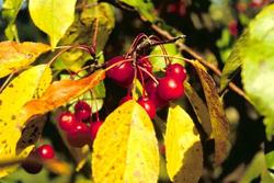 Malus David — photo 2