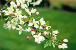 Malus 'Schmidtcutleaf'(GOLDEN RAINDROP) — photo 1