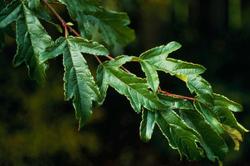 Malus 'Schmidtcutleaf'(GOLDEN RAINDROP) — photo 2