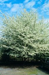 Malus 'Schmidtcutleaf'(GOLDEN RAINDROP) — photo 3