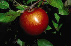Malus domestica 'Haralson'