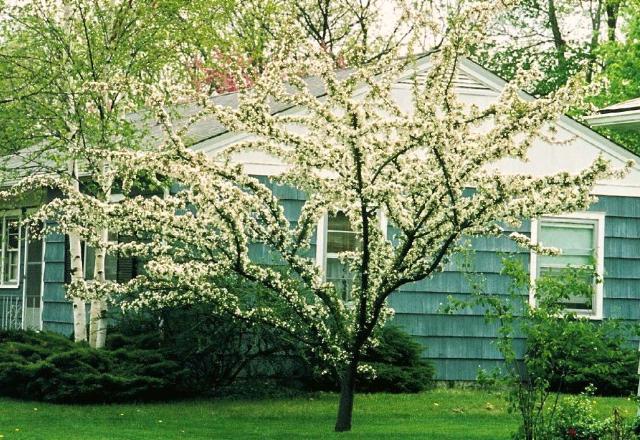 Malus hupehensis