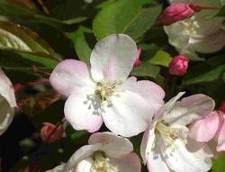Malus hupehensis — photo 2