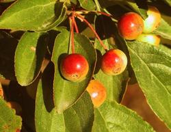 Malus hupehensis — photo 3