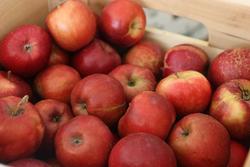 Malus domestica 'Jonathan' — photo 1