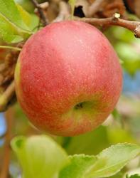 Malus domestica 'Jonathan' — photo 2