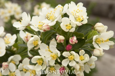 Malus Madonna