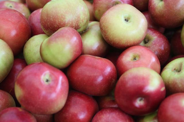 Malus domestica 'Mcintosh'