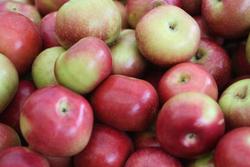 Malus domestica 'Mcintosh' — photo 1