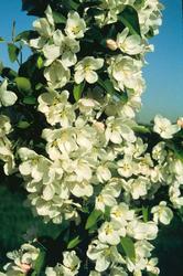 Malus Narragansett — photo 2