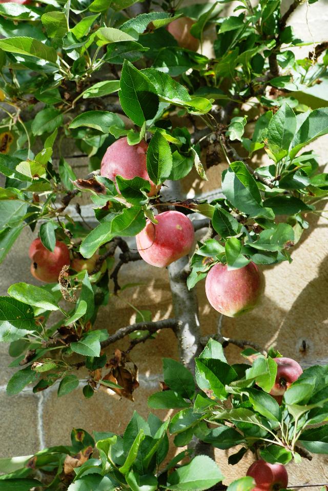 Malus domestica 'Red Delicious'