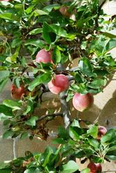 Malus domestica 'Red Delicious' — photo 1