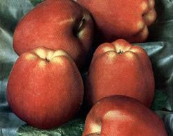Malus domestica 'Red Delicious' — photo 2