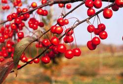 Malus 'Red Splendor' — photo 1
