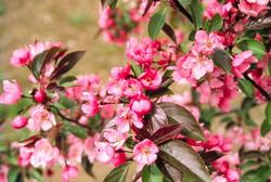 Malus 'Red Splendor' — photo 2
