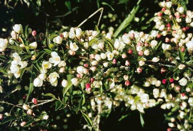 Malus sargentii 'Tina'