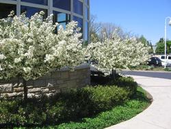 Malus sargentii 'Tina' — photo 2