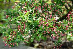Malus sargentii 'Tina' — photo 3