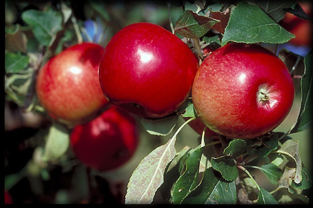 Malus domestica 'State Fair'