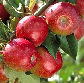 Malus domestica 'Sweet Sixteen'