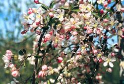Malus 'Cascole' White Cascade — photo 1