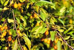 Malus 'Cascole' White Cascade — photo 2