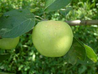Malus domestica 'Yellow Transparent'