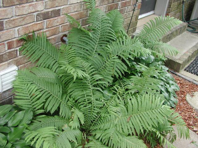 Matteuccia 'struthiopteris'