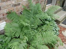 Matteuccia 'struthiopteris' — photo 1