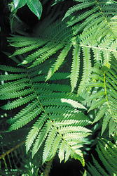 Matteuccia 'struthiopteris' — photo 2